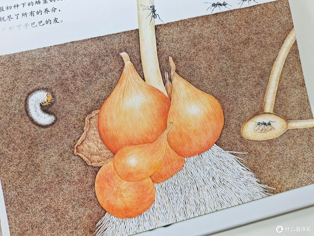 春日里的自然活动,带娃一起种郁金香吧