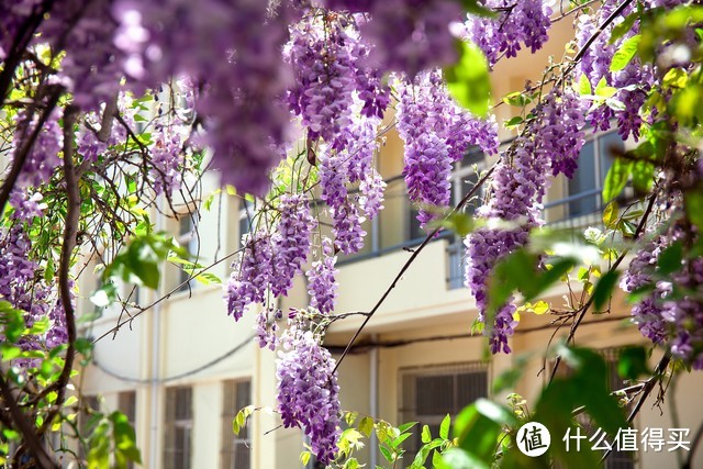 成都一小区的紫藤花，从1楼“爬”到6楼，犹如“紫色瀑布”，晒晒