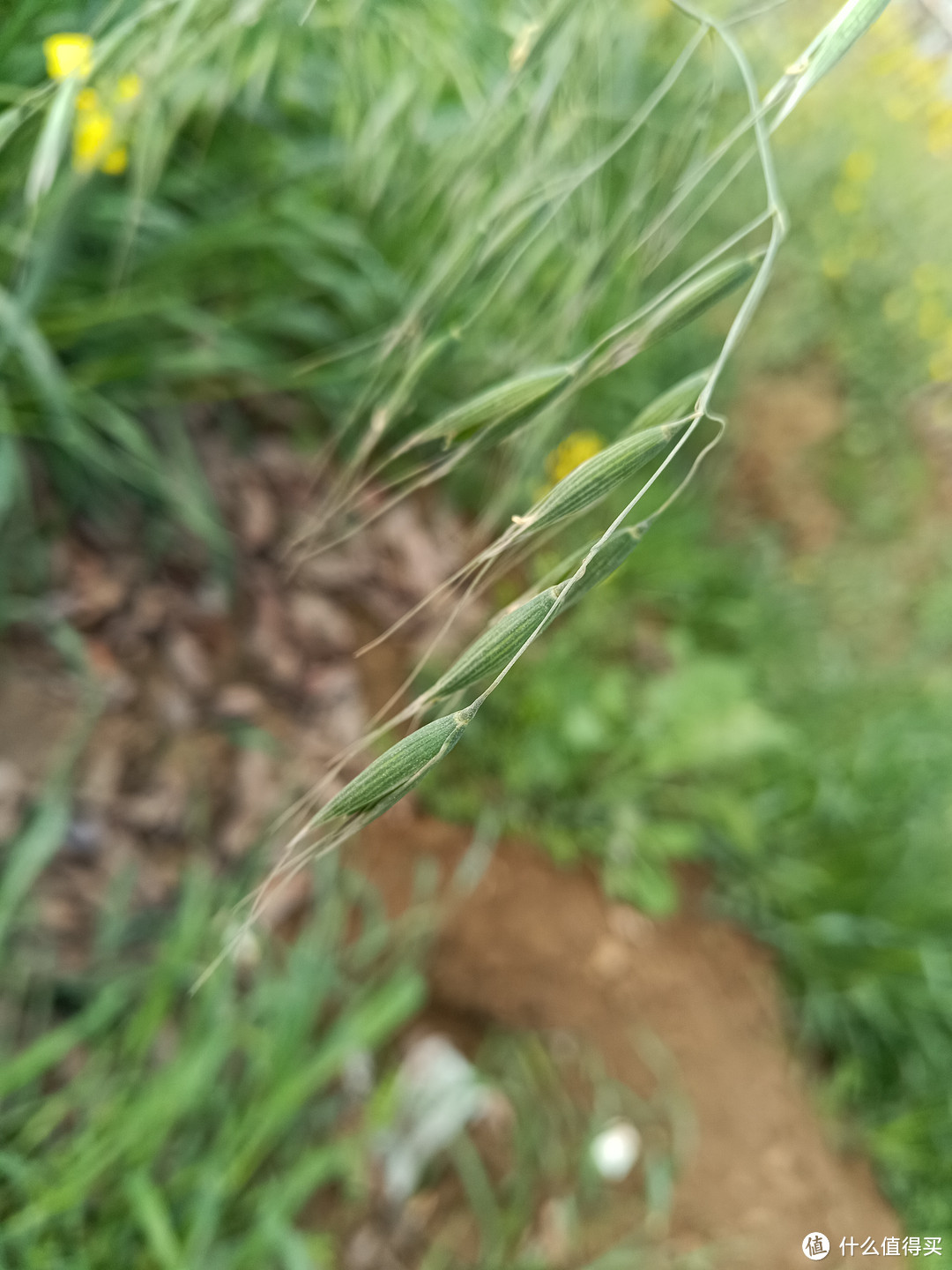 花开绚丽,容易种植、很耐观赏还可炒菜的好植物。