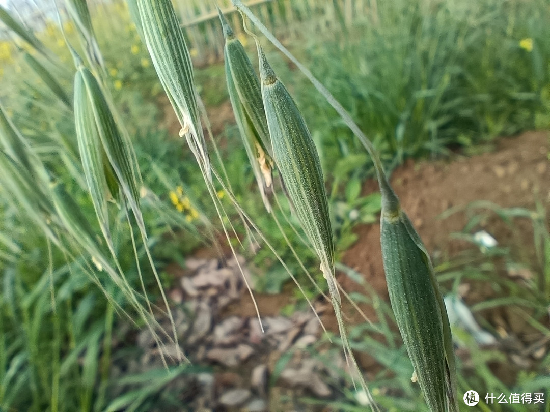 花开绚丽，容易种植、很耐观赏还可炒菜的好植物。