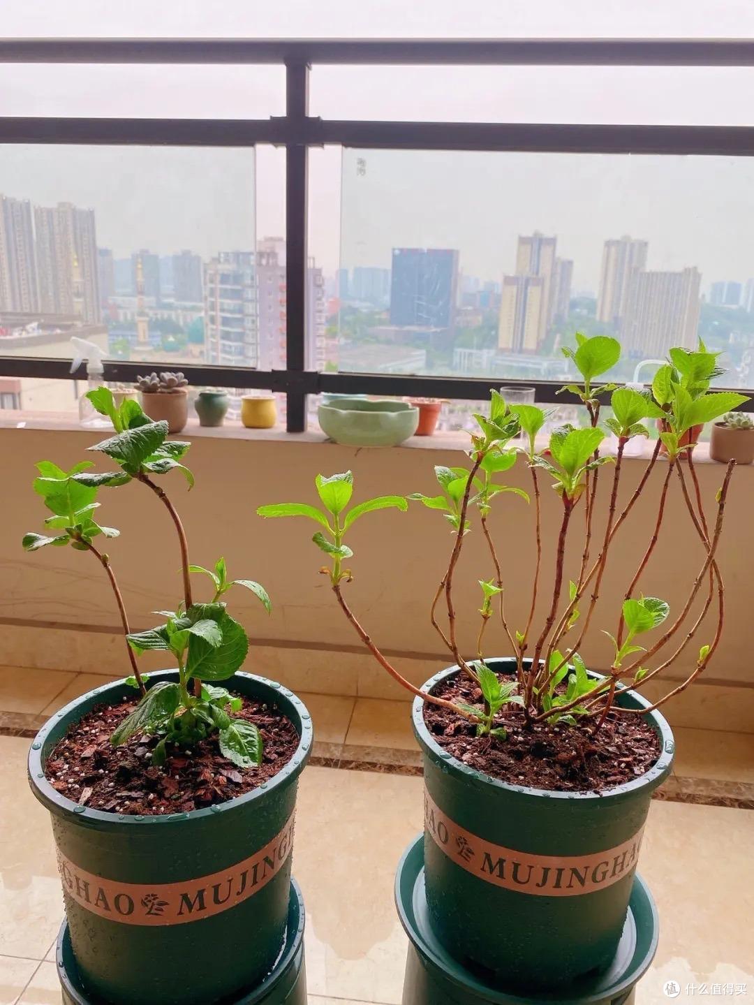 绣球花快开了,这“一件事”快做,花球碗口大,姹紫嫣红天天盛开