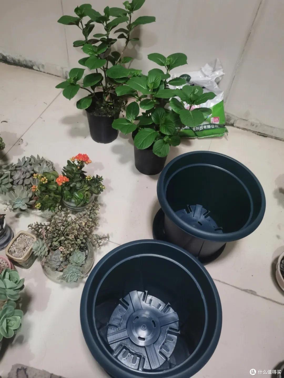 绣球花快开了,这“一件事”快做,花球碗口大,姹紫嫣红天天盛开