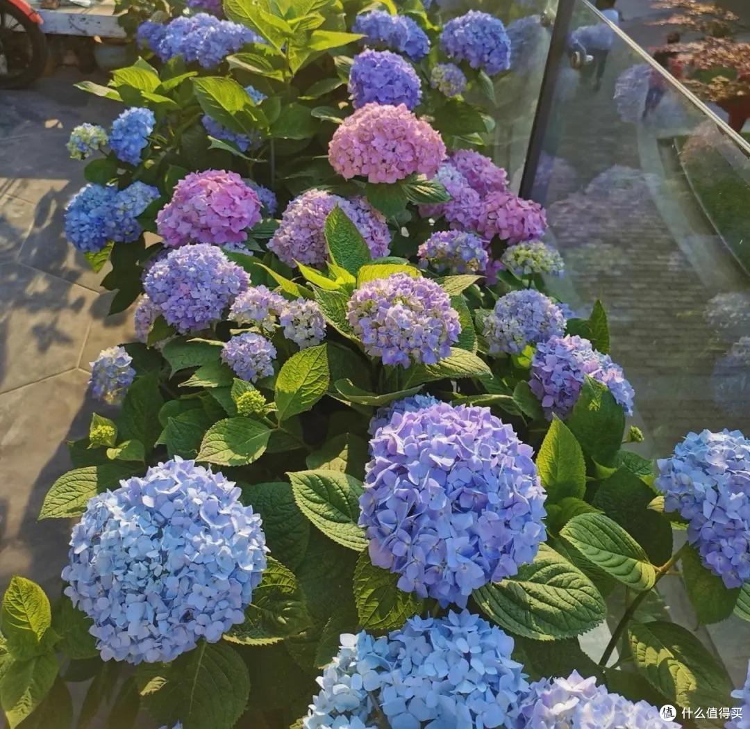 绣球花快开了,这“一件事”快做,花球碗口大,姹紫嫣红天天盛开