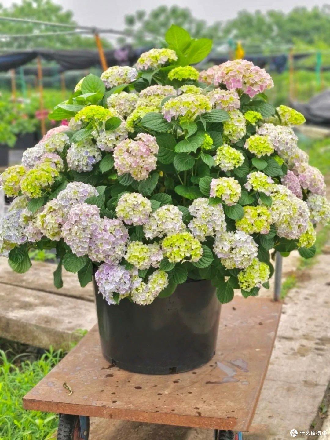 绣球花快开了,这“一件事”快做,花球碗口大,姹紫嫣红天天盛开