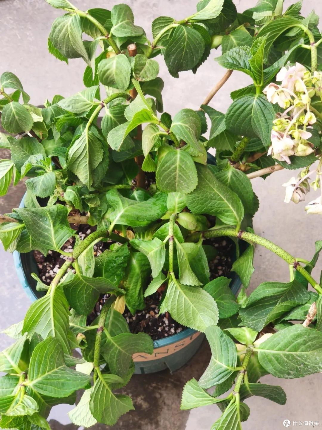 绣球花快开了,这“一件事”快做,花球碗口大,姹紫嫣红天天盛开