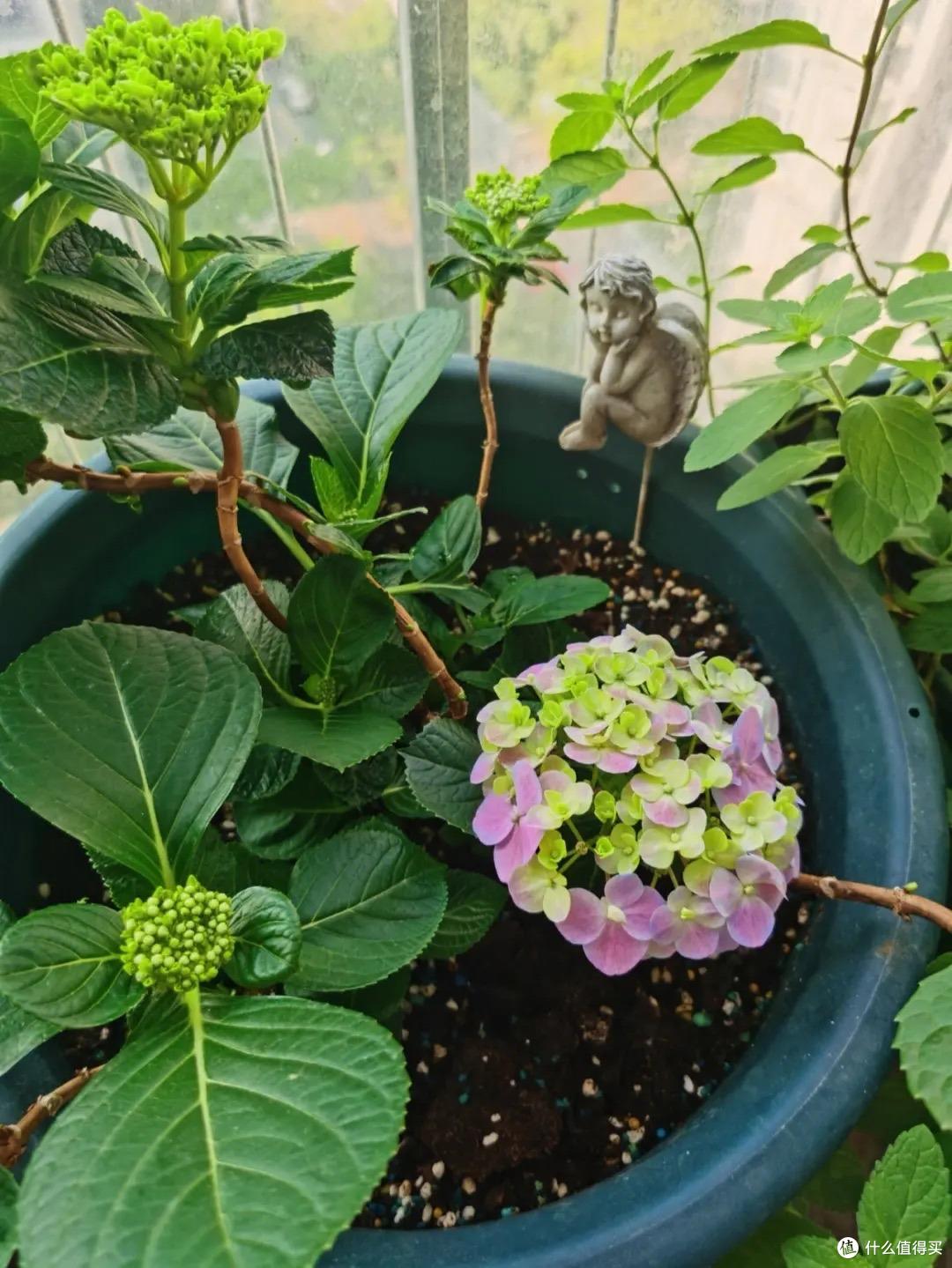 绣球花快开了,这“一件事”快做,花球碗口大,姹紫嫣红天天盛开