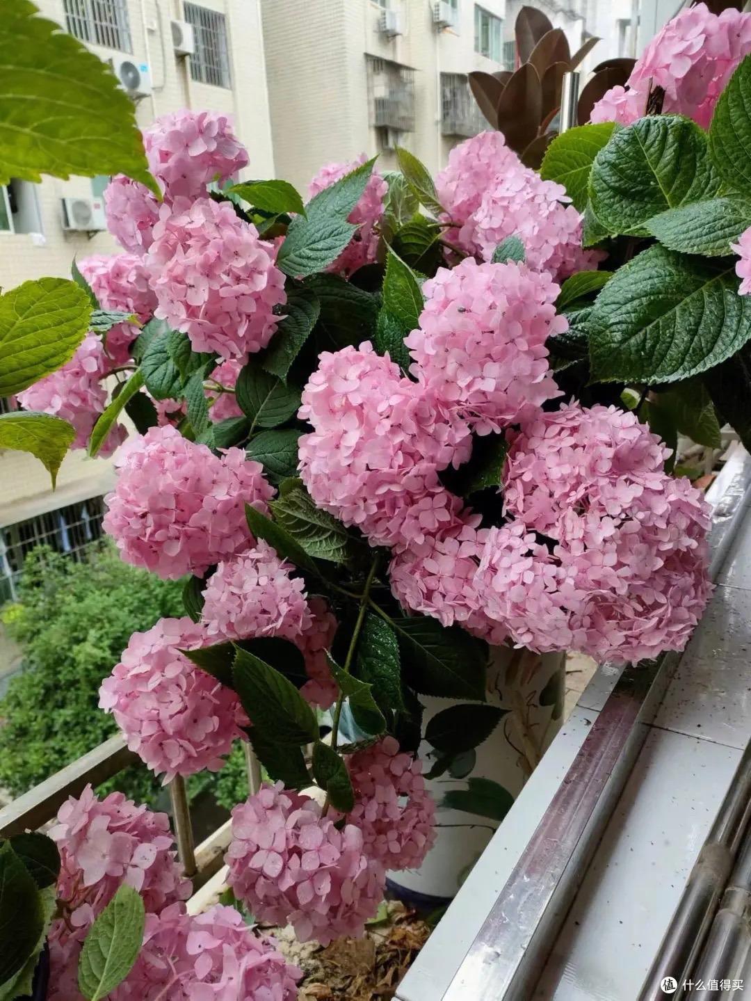 绣球花快开了,这“一件事”快做,花球碗口大,姹紫嫣红天天盛开
