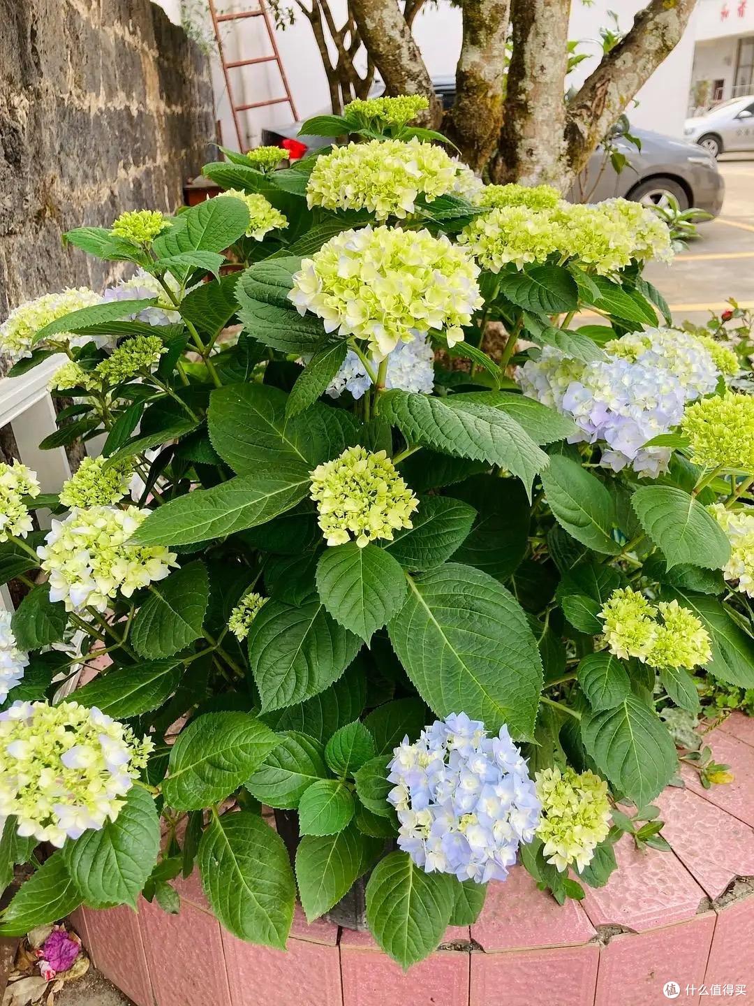 绣球花快开了,这“一件事”快做,花球碗口大,姹紫嫣红天天盛开