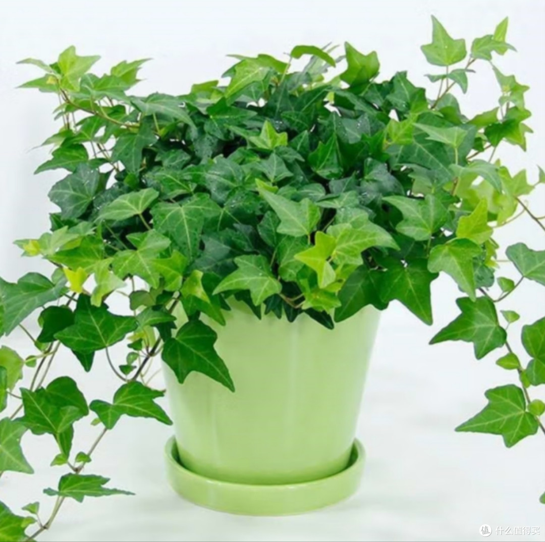 养个好养的植物-吊兰-好打理