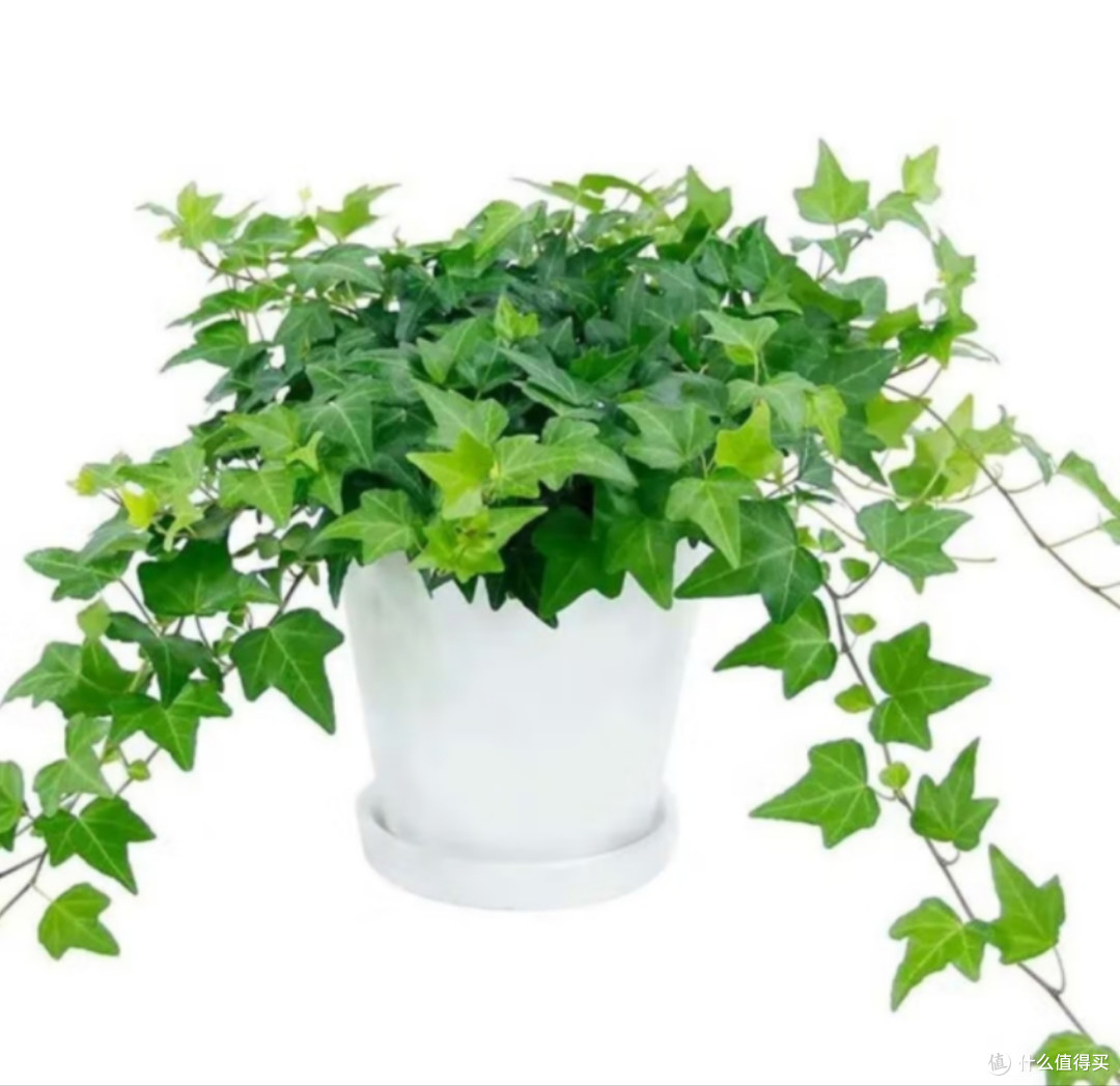 养个好养的植物-吊兰-好打理