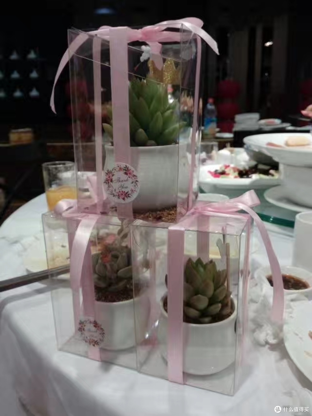 可可爱爱又生命力顽强的多肉