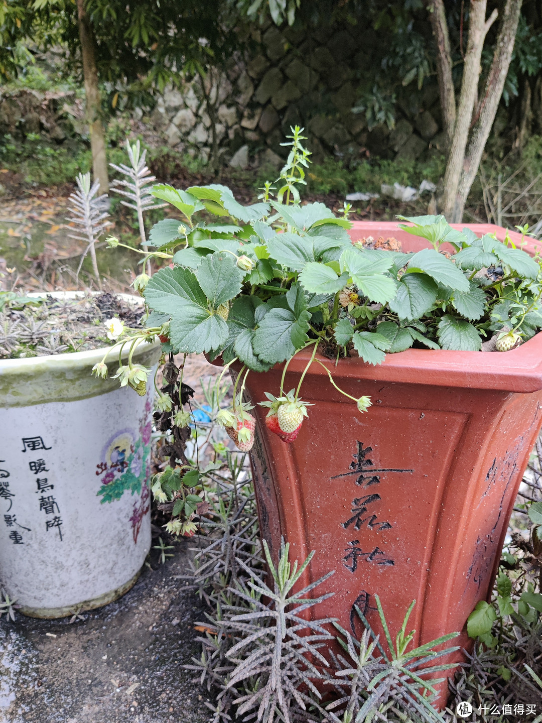 实现草莓自由的草莓盆栽