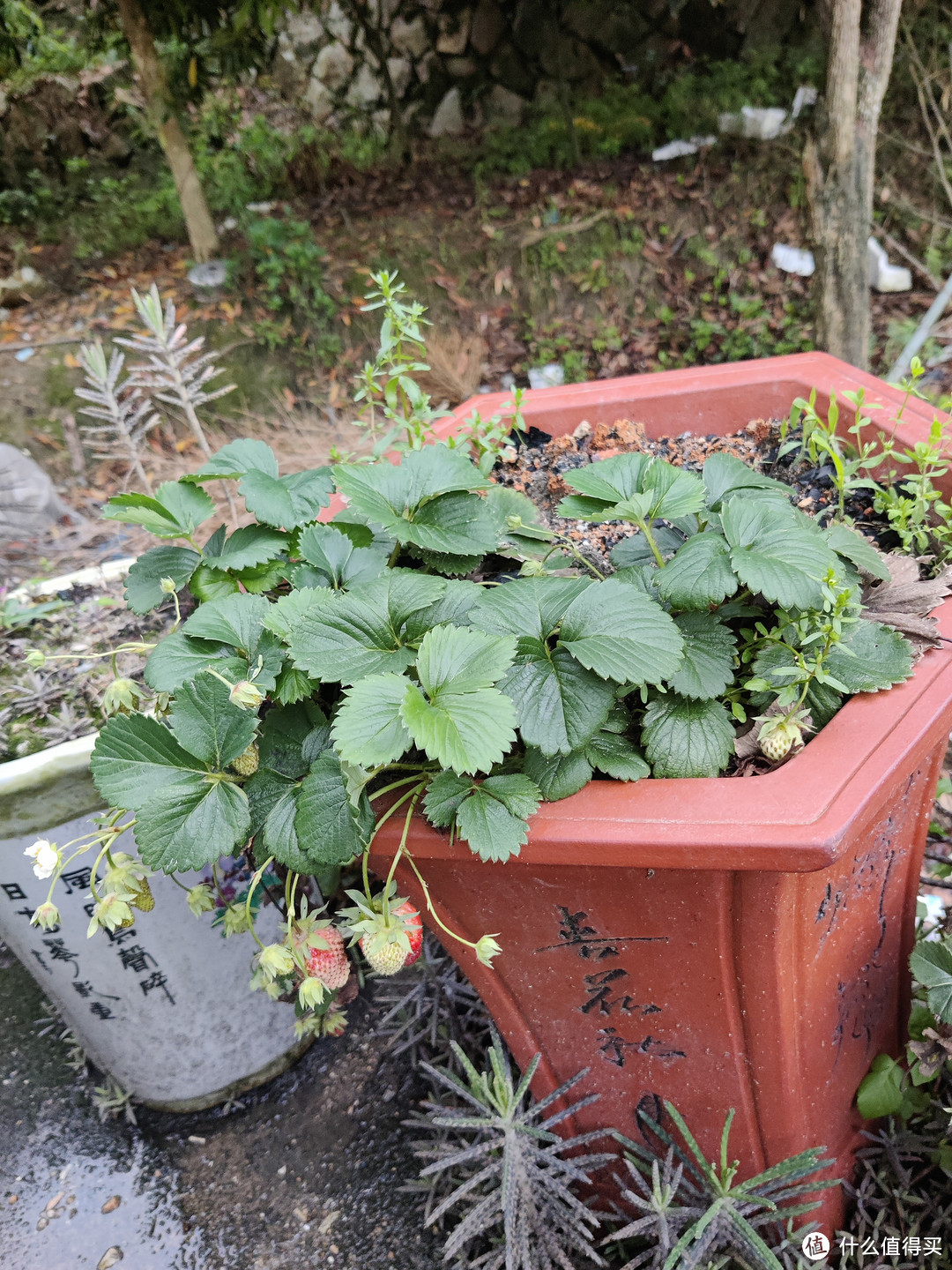 盆栽草莓挂果期，3件事做好了，开花多，产量高。 - 哔哩哔哩