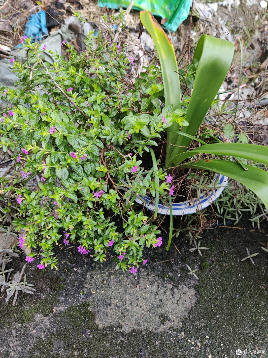 好看的植物枝细叶雪茄花