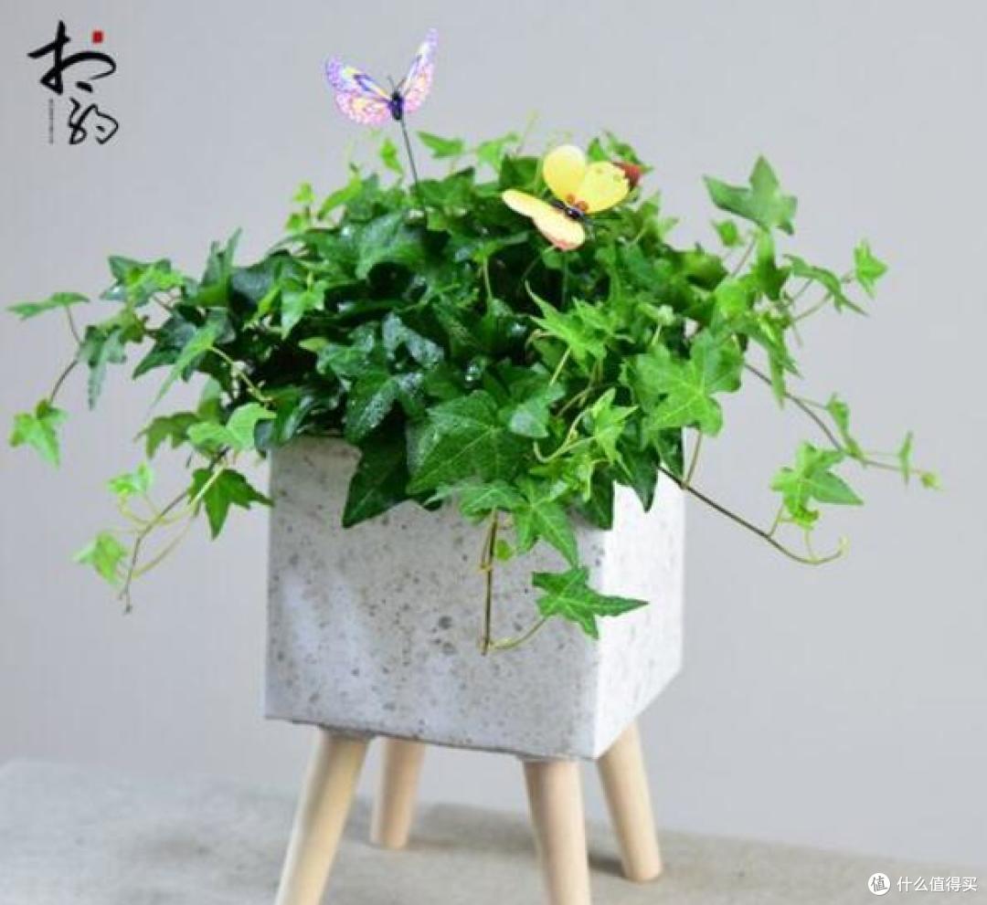 办公室盆栽绿植推荐:各个都有大作用!