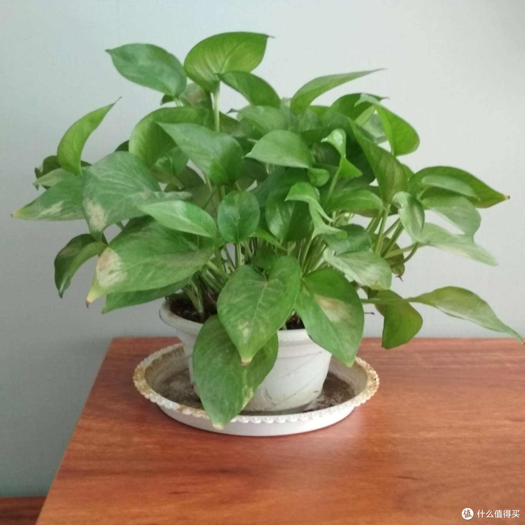 好养易打理!懒人家里养这三种植物就行!