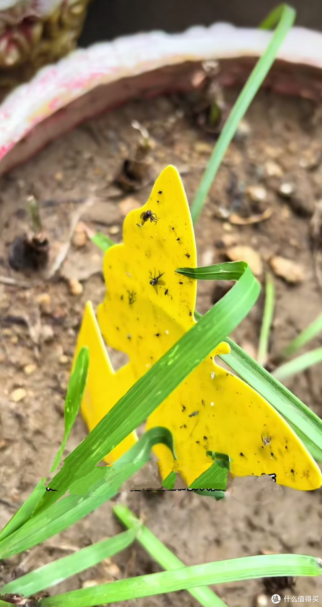 种植植物，黄蓝板不能少