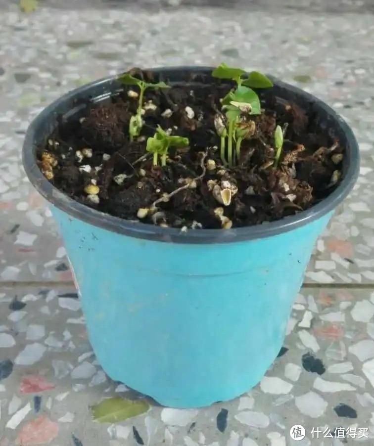 水果里的“小种子”,放盆里,30天变盆栽,漂亮茂盛,不用买盆景