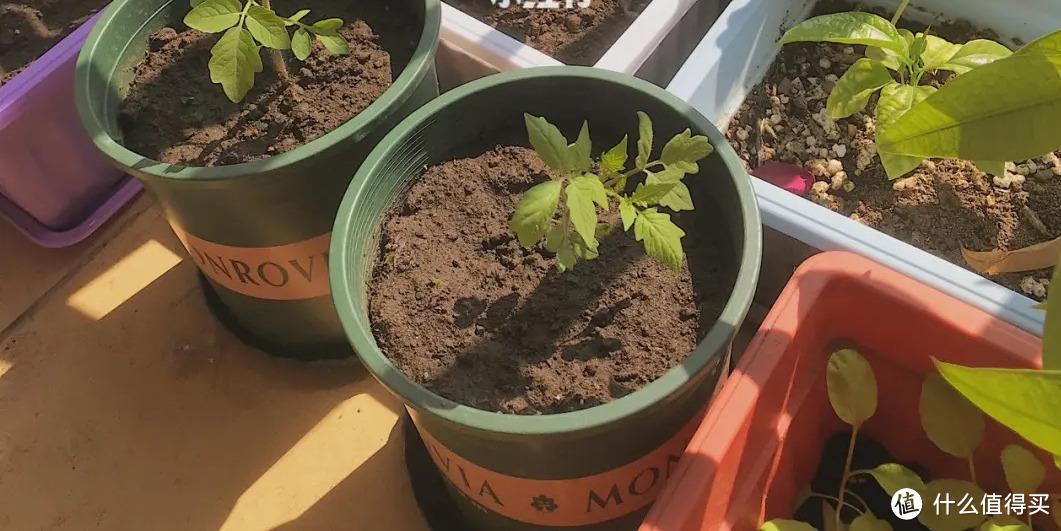 水果里的“小种子”,放盆里,30天变盆栽,漂亮茂盛,不用买盆景