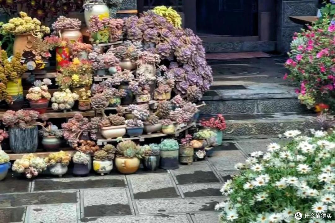 发现一小姐姐的家,院子整成“多肉花园”,梦幻又唯美,晒晒