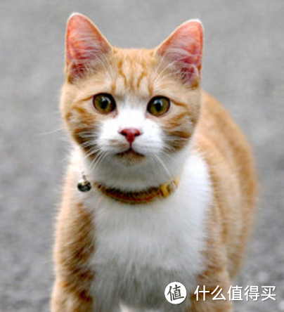 新人养猫攻略，各位萌新铲屎官注意查收（1）～