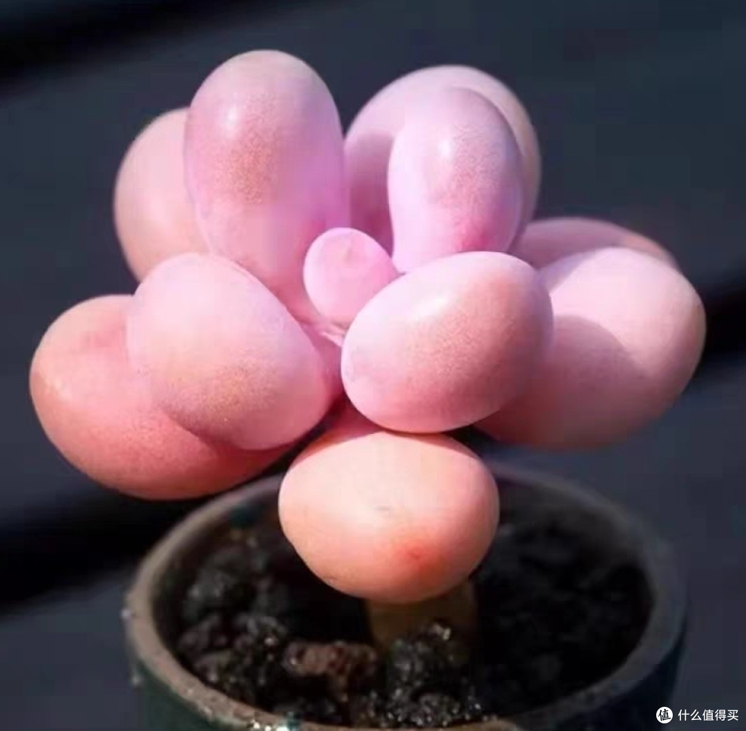 多肉植物大盘点，惹人喜爱的十种多肉植物简单介绍，仅建议收藏。