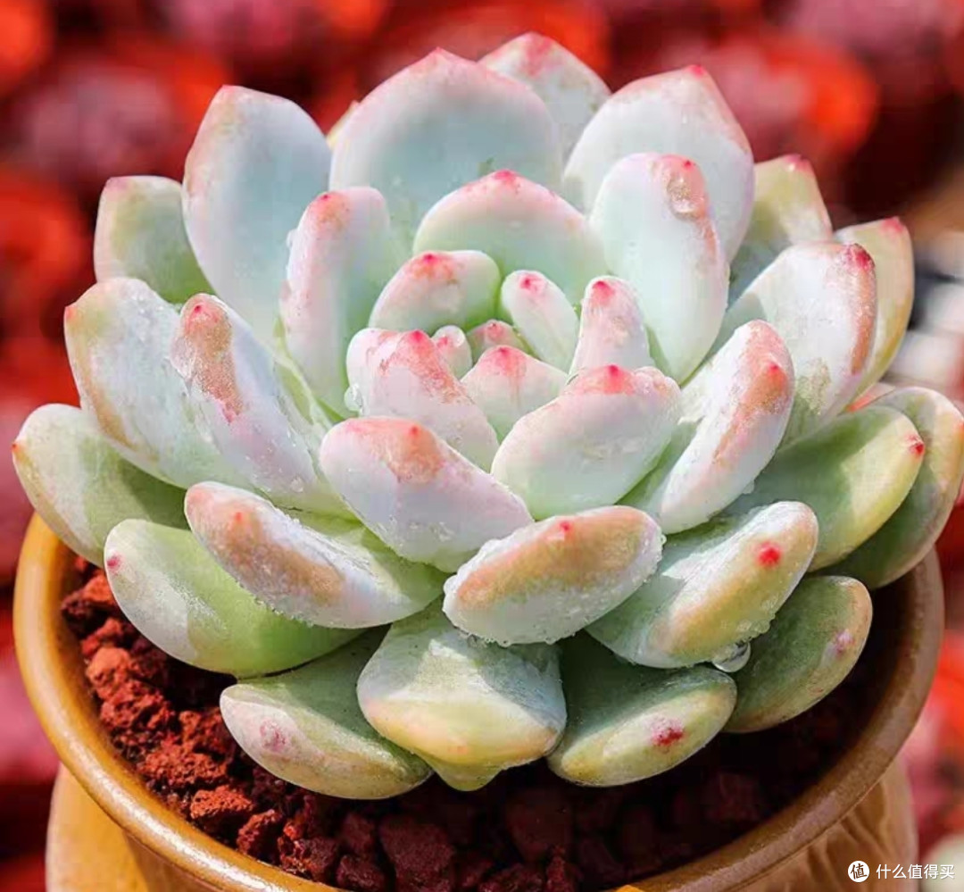 多肉植物大盘点，惹人喜爱的十种多肉植物简单介绍，仅建议收藏。