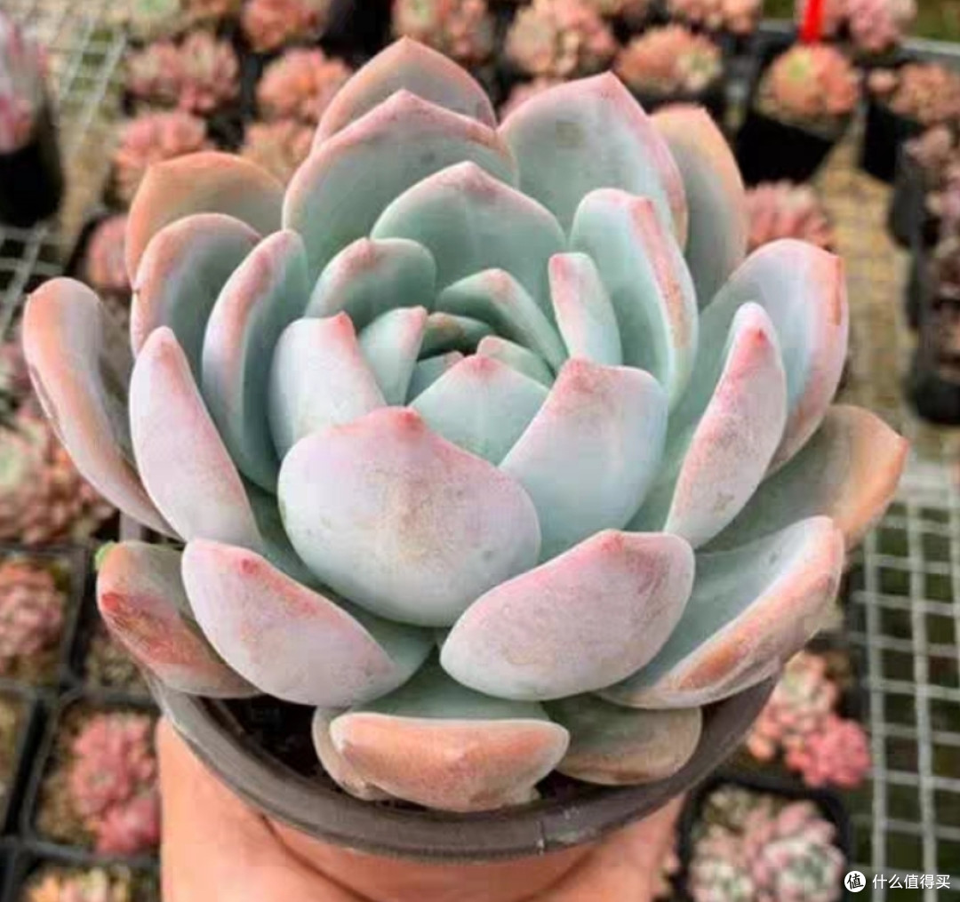多肉植物大盘点，惹人喜爱的十种多肉植物简单介绍，仅建议收藏。