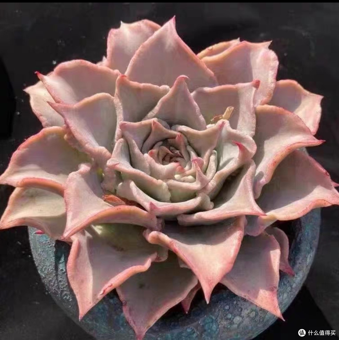 多肉植物大盘点，惹人喜爱的十种多肉植物简单介绍，仅建议收藏。