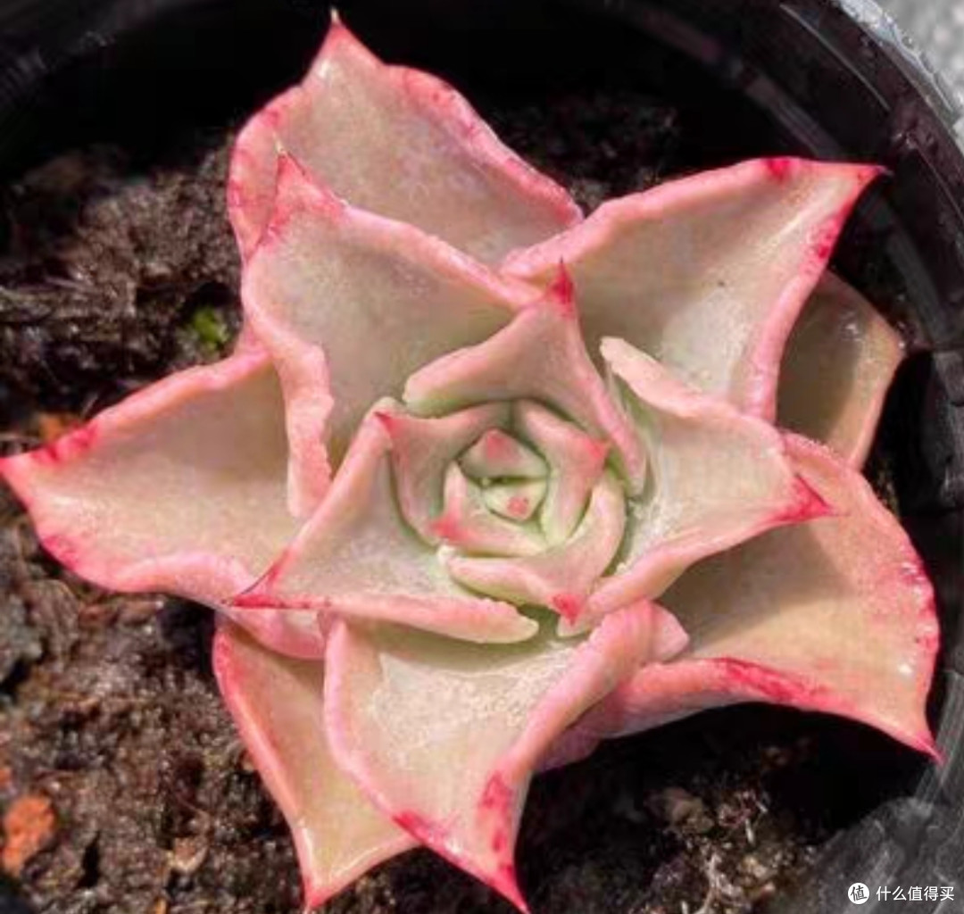 多肉植物大盘点，惹人喜爱的十种多肉植物简单介绍，仅建议收藏。