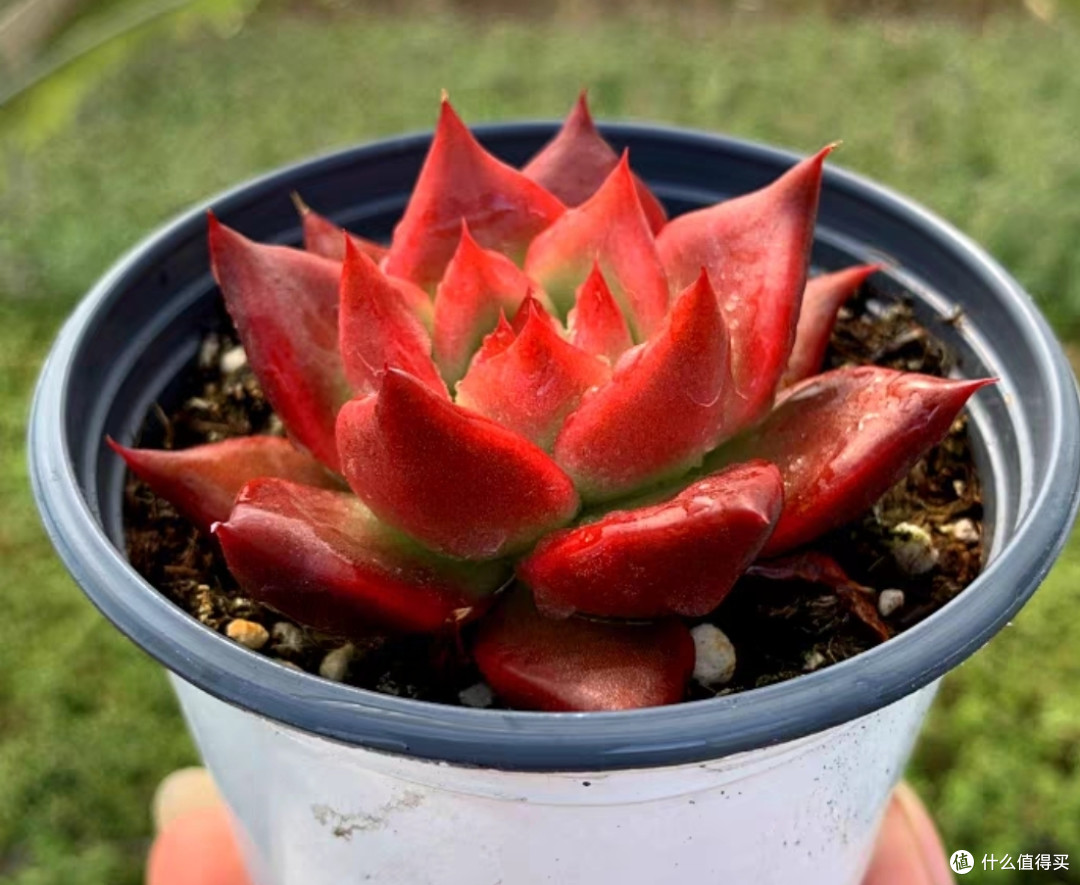 多肉植物大盘点，惹人喜爱的十种多肉植物简单介绍，仅建议收藏。
