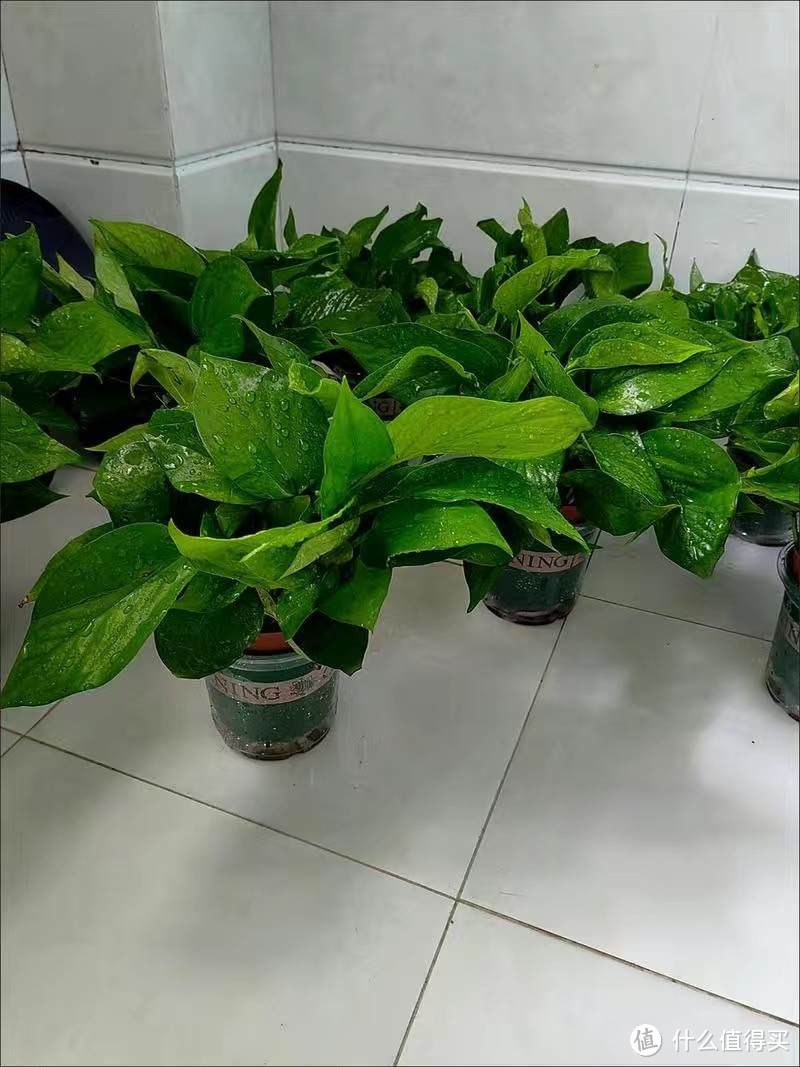 绿萝盆栽室内好养净化空气水培植物绿植花卉盆栽绿箩