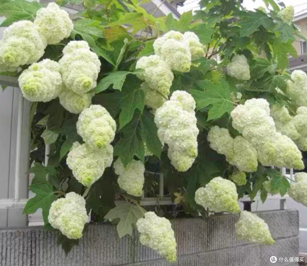 蓝妖：揭秘栎叶绣球和声的养殖方法，做好核心4点，爆花简单