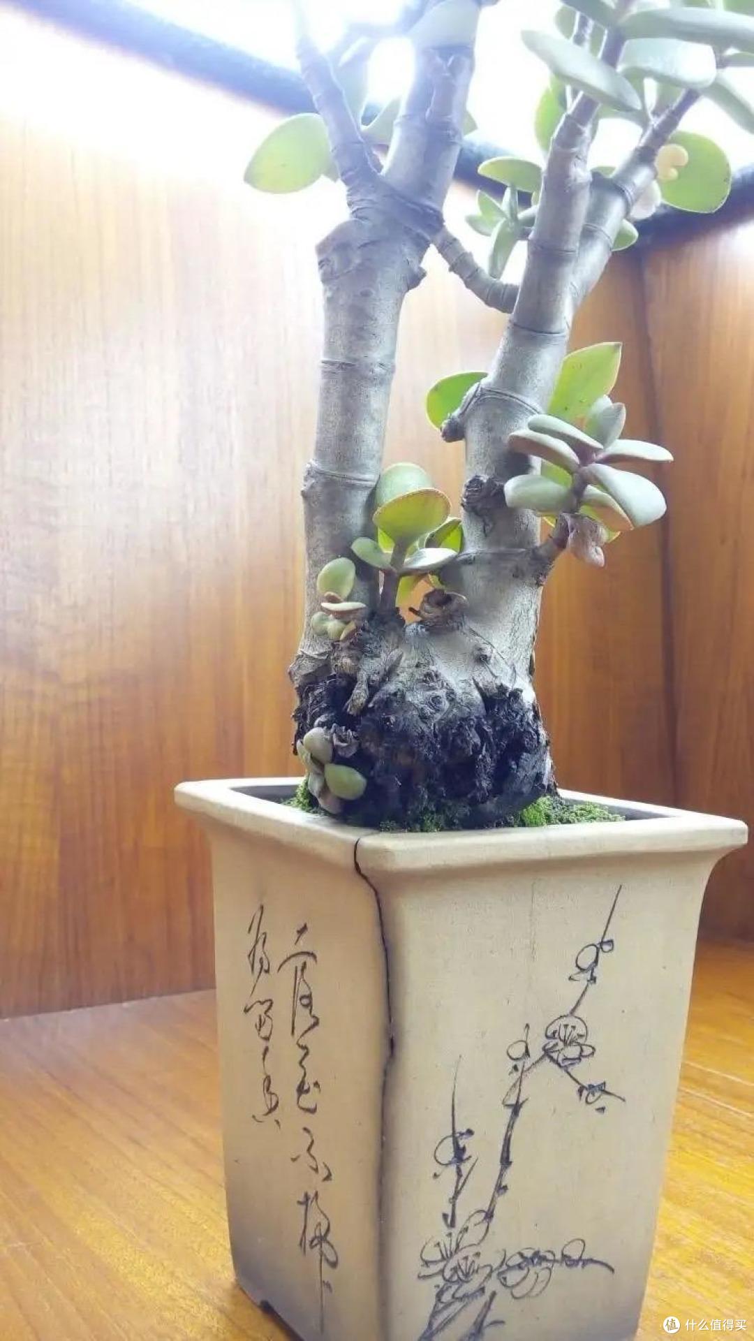 家中养玉树,谨记“3点”,枝叶翠绿状态很美,四季漂亮茁壮