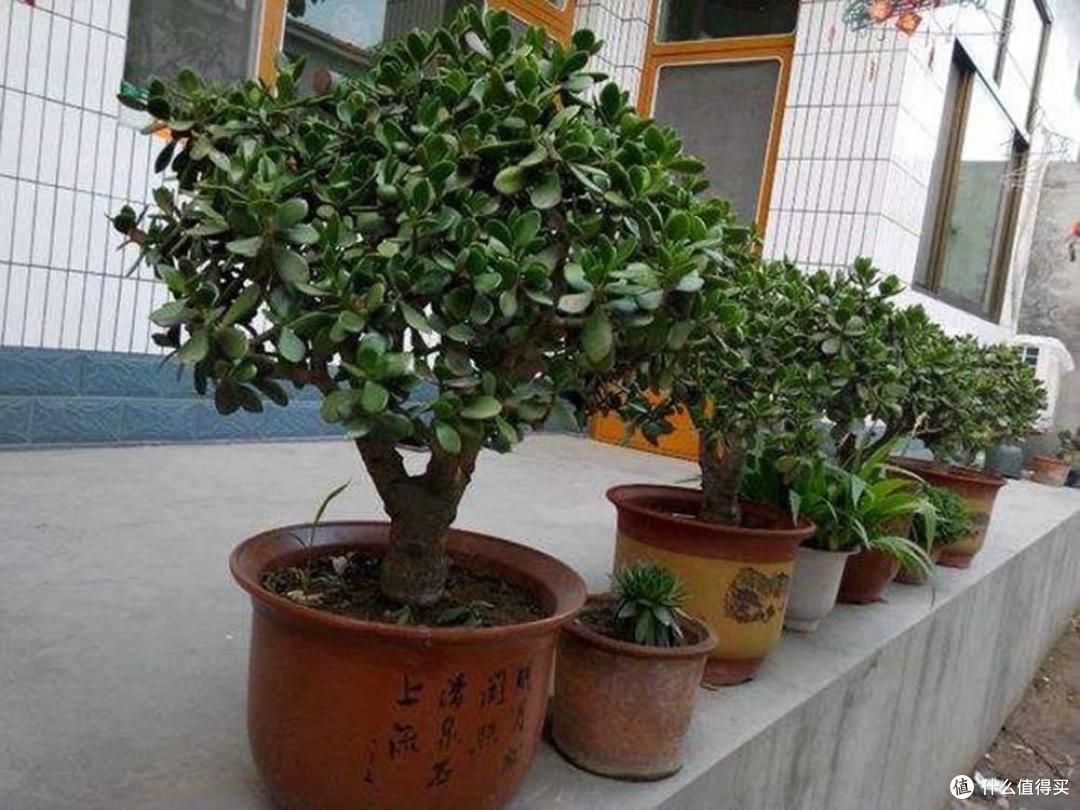 家中养玉树,谨记“3点”,枝叶翠绿状态很美,四季漂亮茁壮