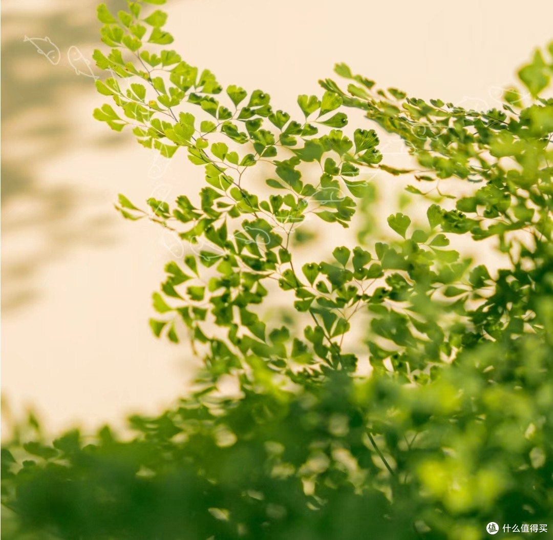 细叶铁线蕨的简单养护技巧