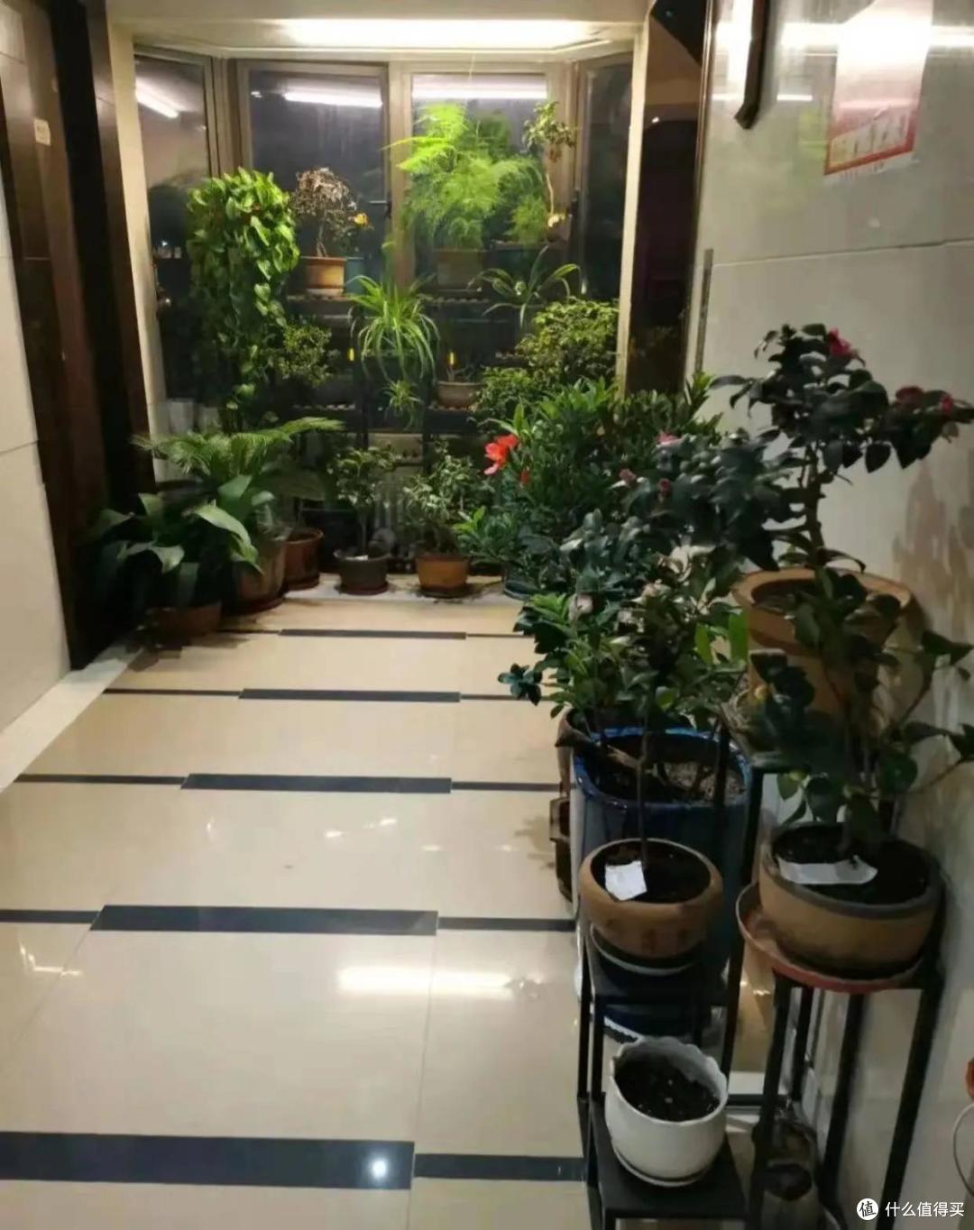 窝心:邻居在楼道养满花,我是支持,还是该反对?