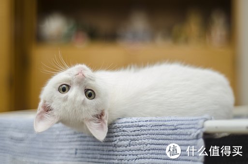 《养猫指南：如何去呀打造一个舒适、健康和愉快的猫咪家庭》