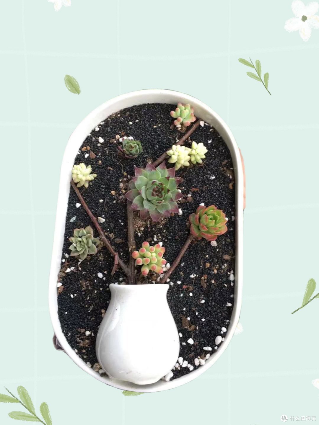 适合春天的室内植物大赏