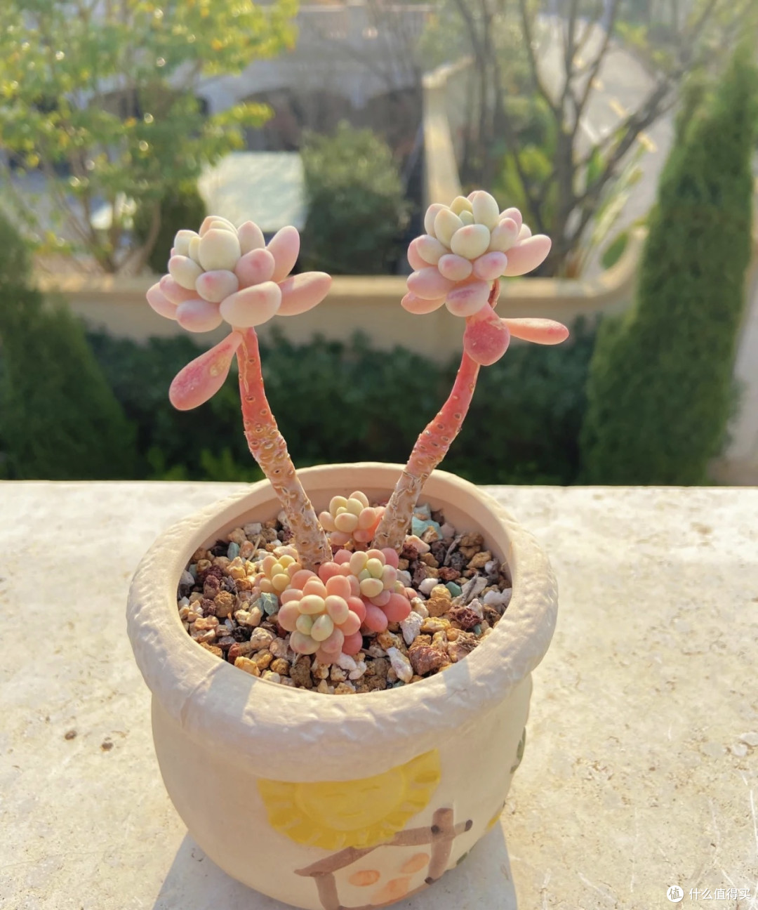 多肉植物养殖指南：打造健康美丽的多肉植物园。