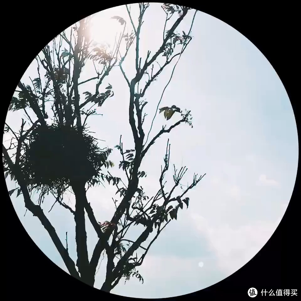 五月花神：清雅的芍药花