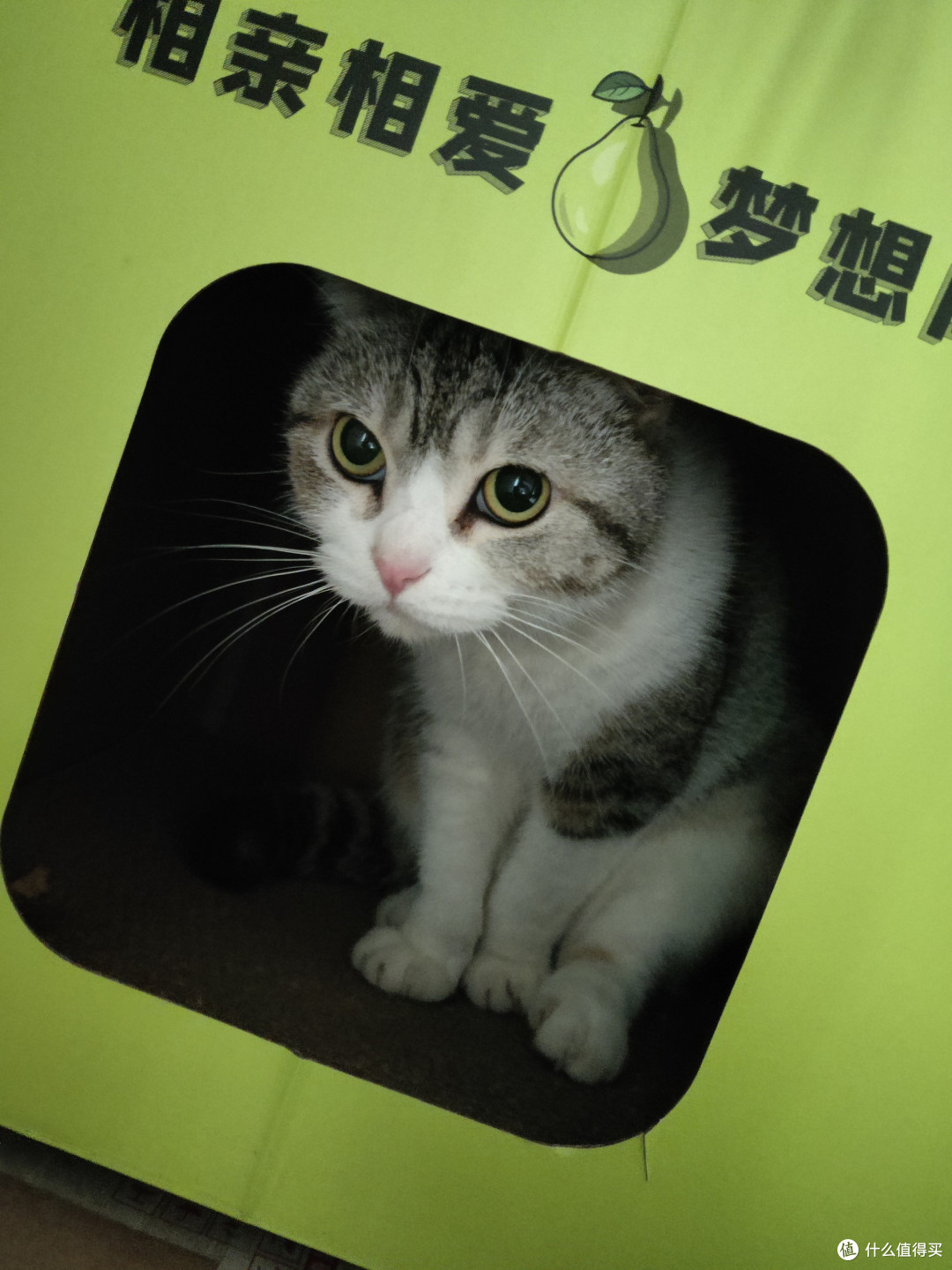 分享一下我的猫猫喜欢的猫窝