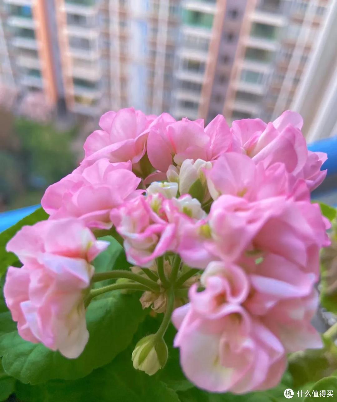 云南一32岁小姐姐火了，阳台开满天竺葵，妥妥的“视觉盛宴”