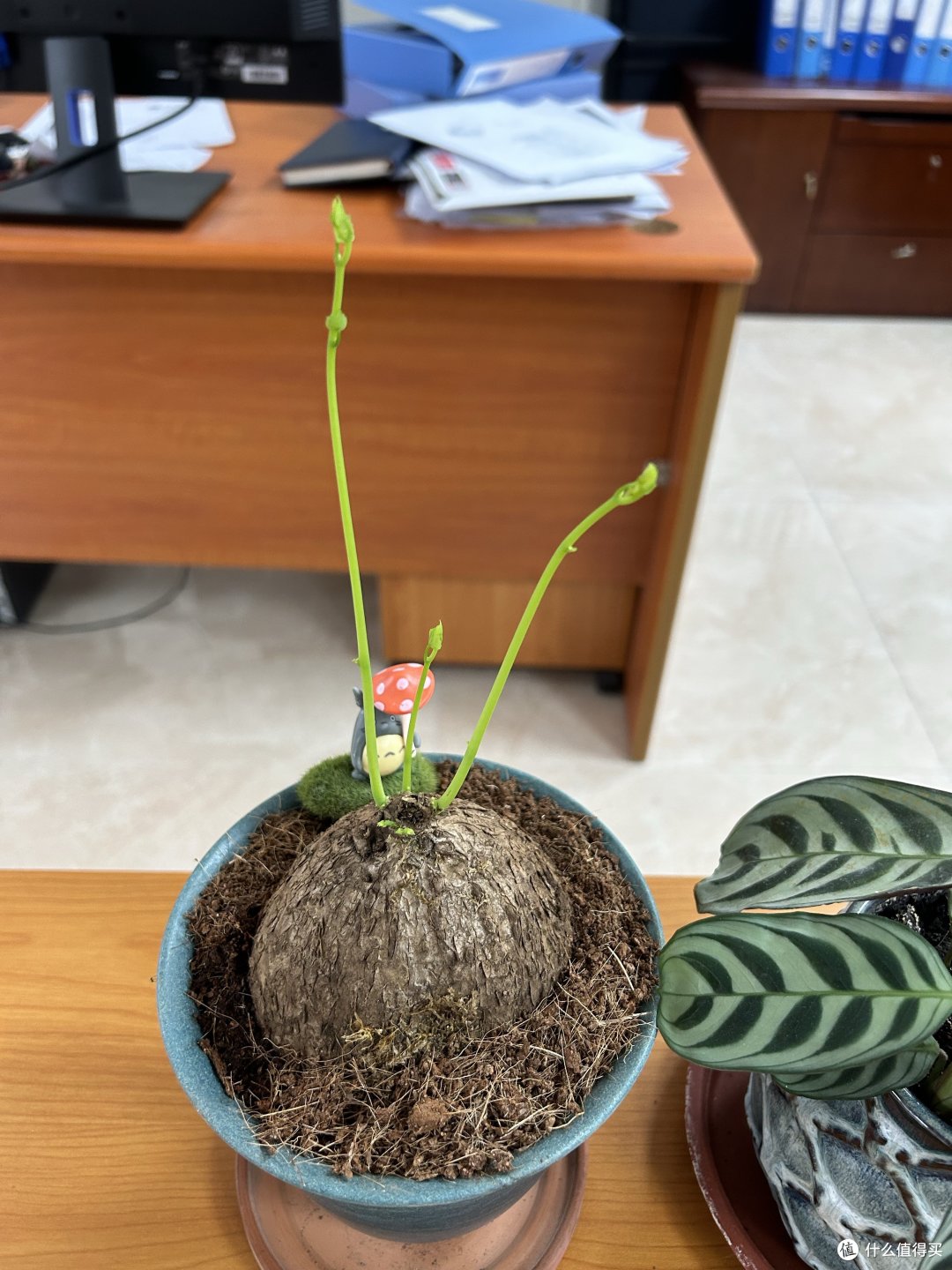 网不红植物山乌龟，到底该如何才能养好？