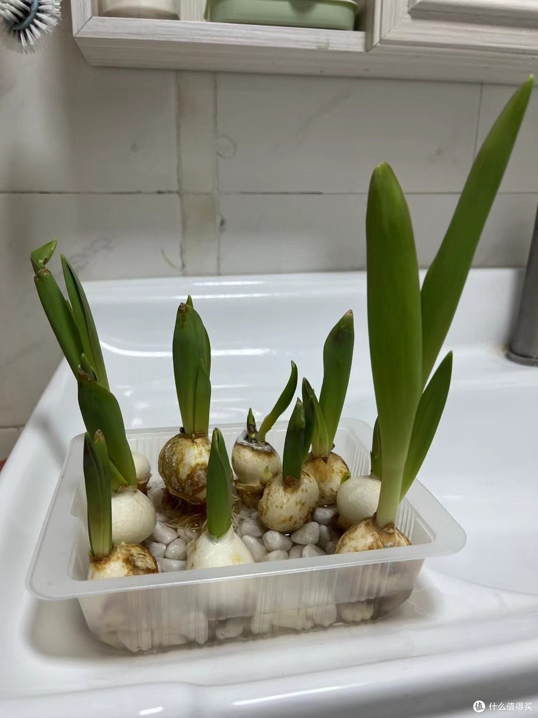 非常好养活的水培水仙花,已经开花了