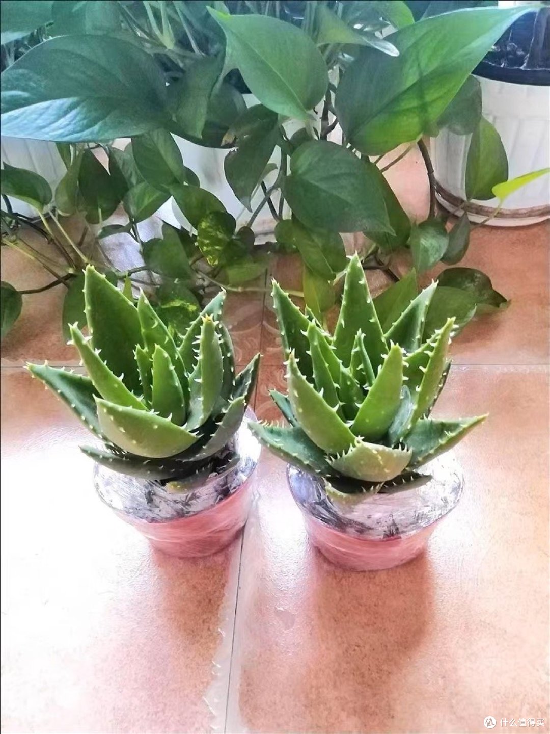 跟我一起来养这盆不会失败的芦荟吧
