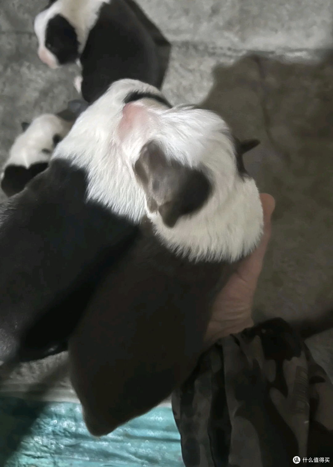 幼狗需要特别的营养来支持它们的生长和发育。