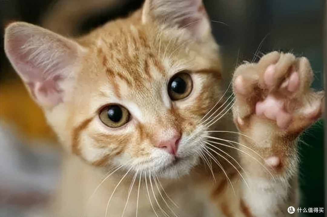 猫咪爱挠人，我们该如何喂养？3个方法帮你搞定