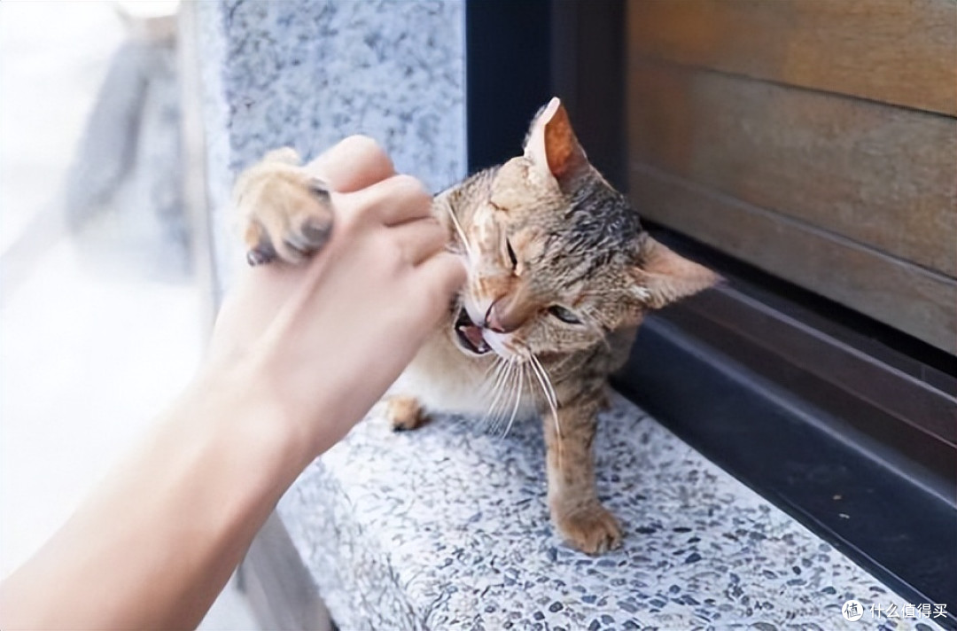 猫咪爱挠人，我们该如何喂养？3个方法帮你搞定