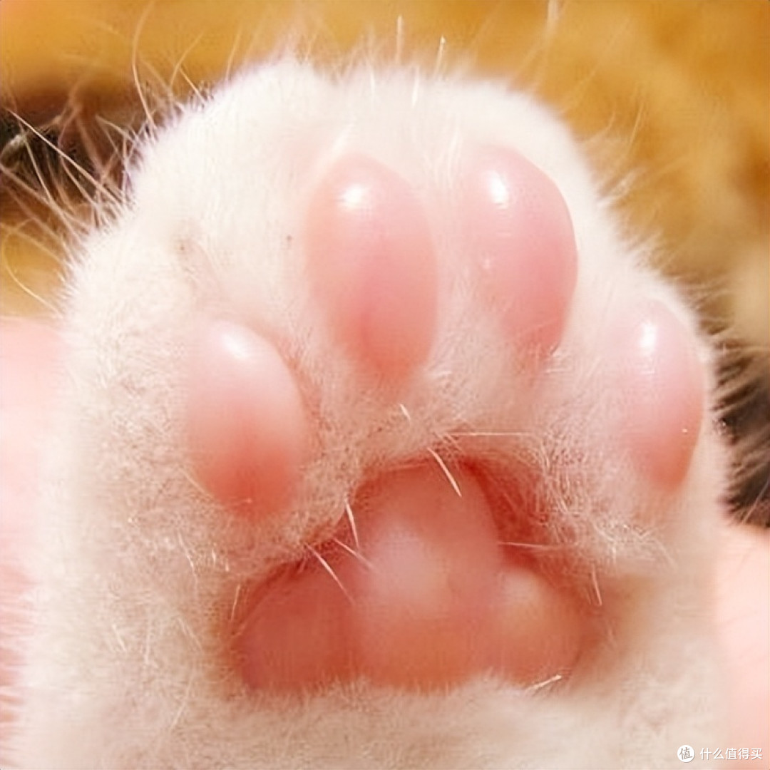 猫咪爱挠人，我们该如何喂养？3个方法帮你搞定